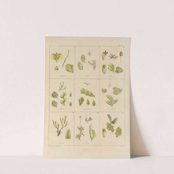 Cryptogamic botany of the Antarctic voyage of H.M. Discovery ships Erebus and Terror in the years 1839 Pl.34 by Walter Hood Fitch