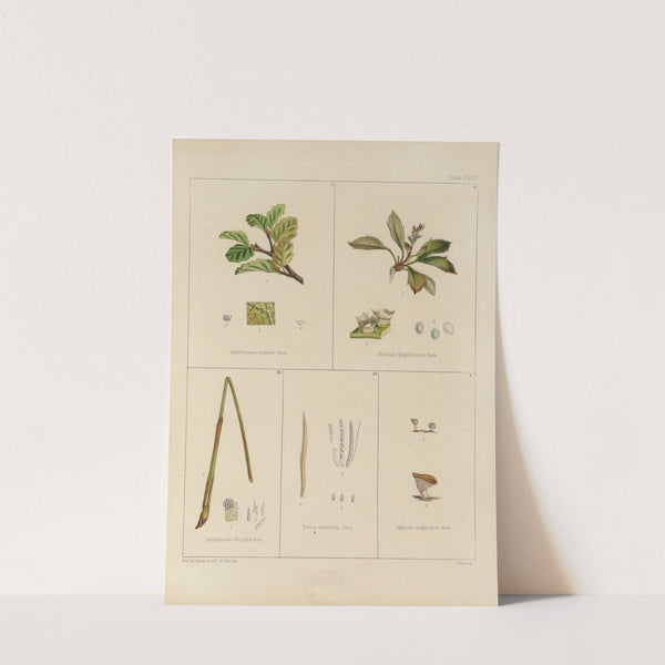 Cryptogamic botany of the Antarctic voyage of H.M. Discovery ships Erebus and Terror in the years 1839 Pl.37 by Walter Hood Fitch