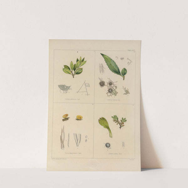 Cryptogamic botany of the Antarctic voyage of H.M. Discovery ships Erebus and Terror in the years 1839 Pl.38 by Walter Hood Fitch