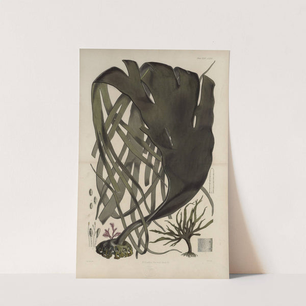 Cryptogamic botany of the Antarctic voyage of H.M. Discovery ships Erebus and Terror in the years 1839 Pl.39 by Walter Hood Fitch