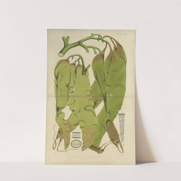 Cryptogamic botany of the Antarctic voyage of H.M. Discovery ships Erebus and Terror in the years 1839 Pl.40 by Walter Hood Fitch