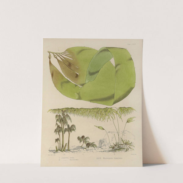 Cryptogamic botany of the Antarctic voyage of H.M. Discovery ships Erebus and Terror in the years 1839 Pl.42 by Walter Hood Fitch