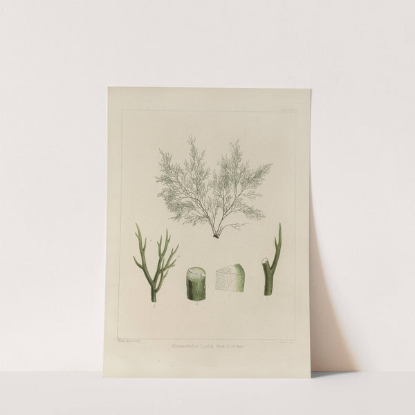 Cryptogamic botany of the Antarctic voyage of H.M. Discovery ships Erebus and Terror in the years 1839 Pl.44 by Walter Hood Fitch