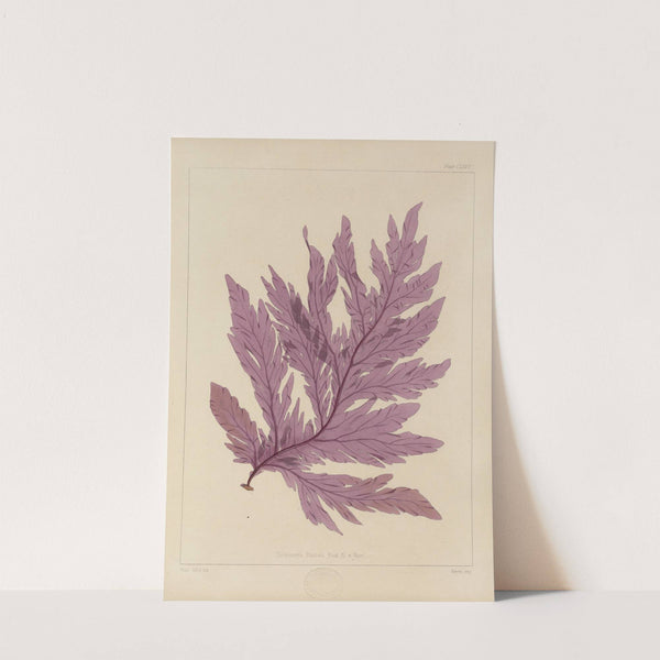 Cryptogamic botany of the Antarctic voyage of H.M. Discovery ships Erebus and Terror in the years 1839 Pl.45 by Walter Hood Fitch