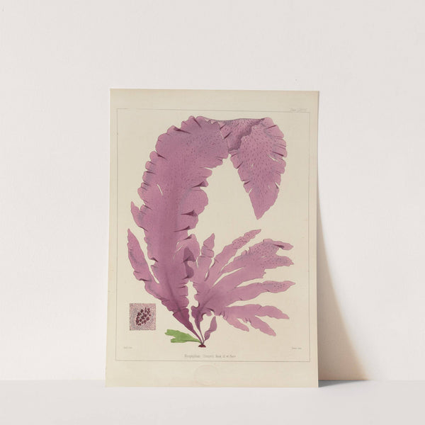 Cryptogamic botany of the Antarctic voyage of H.M. Discovery ships Erebus and Terror in the years 1839 Pl.47 by Walter Hood Fitch