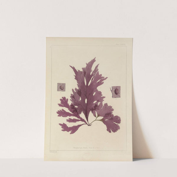 Cryptogamic botany of the Antarctic voyage of H.M. Discovery ships Erebus and Terror in the years 1839 Pl.48 by Walter Hood Fitch