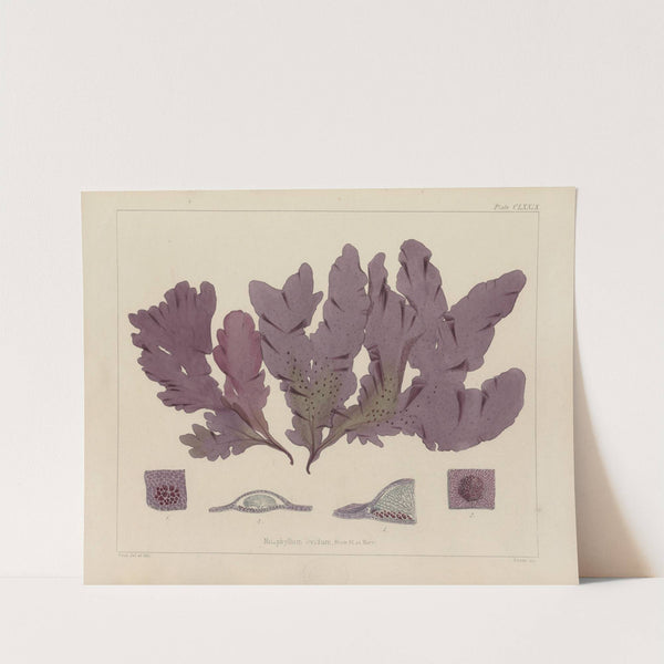 Cryptogamic botany of the Antarctic voyage of H.M. Discovery ships Erebus and Terror in the years 1839 Pl.49 by Walter Hood Fitch