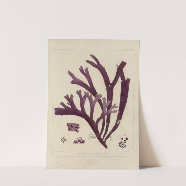 Cryptogamic botany of the Antarctic voyage of H.M. Discovery ships Erebus and Terror in the years 1839 Pl.50 by Walter Hood Fitch