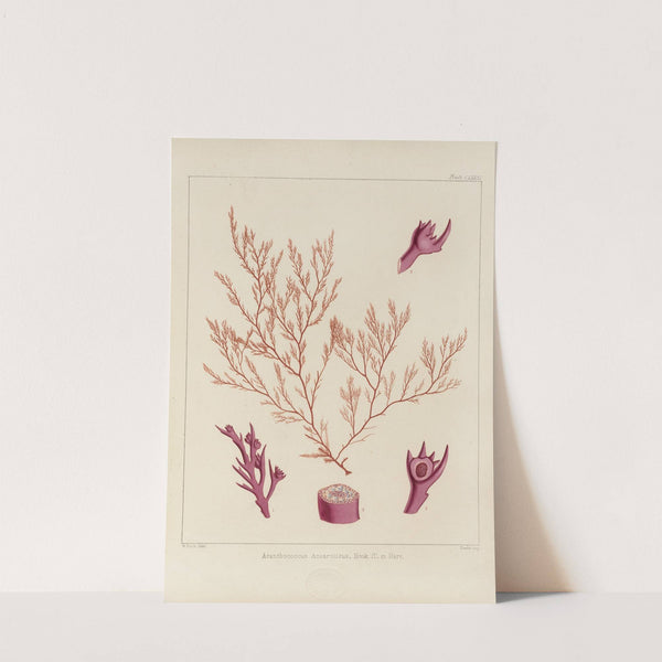 Cryptogamic botany of the Antarctic voyage of H.M. Discovery ships Erebus and Terror in the years 1839 Pl.51 by Walter Hood Fitch