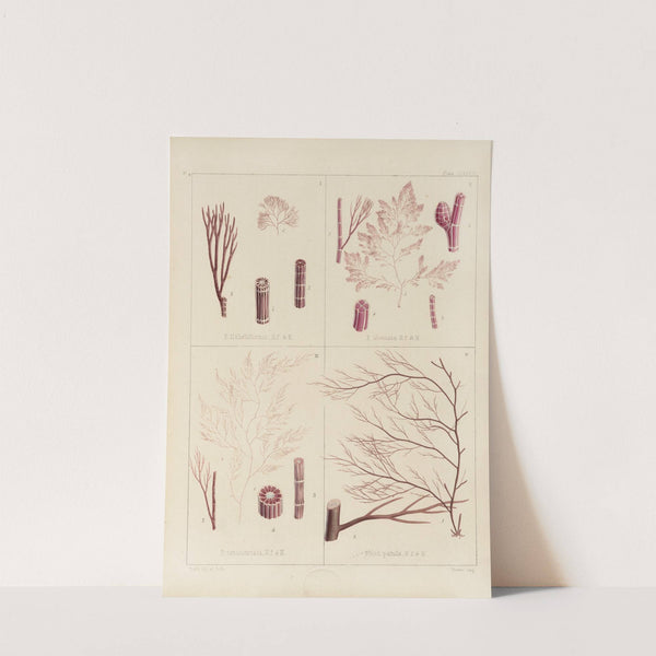 Cryptogamic botany of the Antarctic voyage of H.M. Discovery ships Erebus and Terror in the years 1839 Pl.53 by Walter Hood Fitch