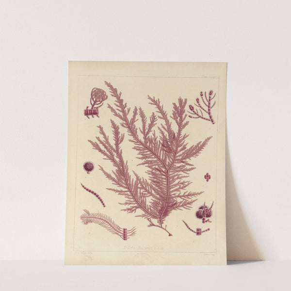 Cryptogamic botany of the Antarctic voyage of H.M. Discovery ships Erebus and Terror in the years 1839 Pl.57 by Walter Hood Fitch