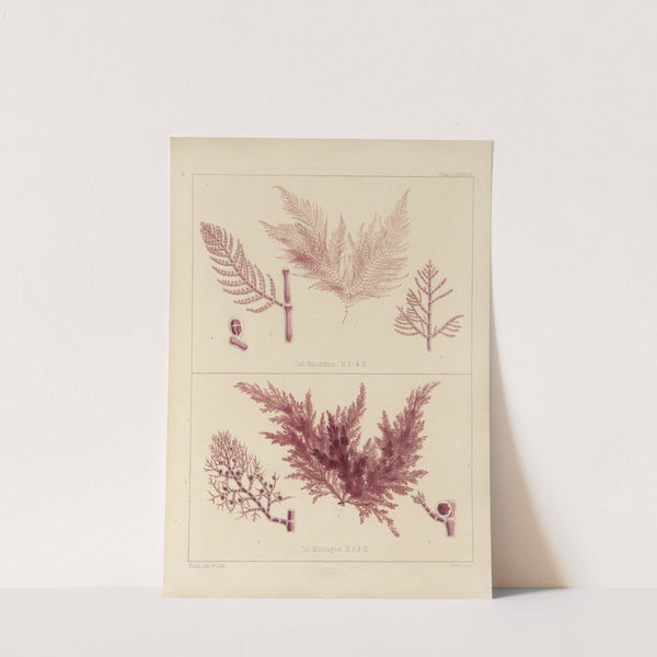 Cryptogamic botany of the Antarctic voyage of H.M. Discovery ships Erebus and Terror in the years 1839 Pl.58 by Walter Hood Fitch