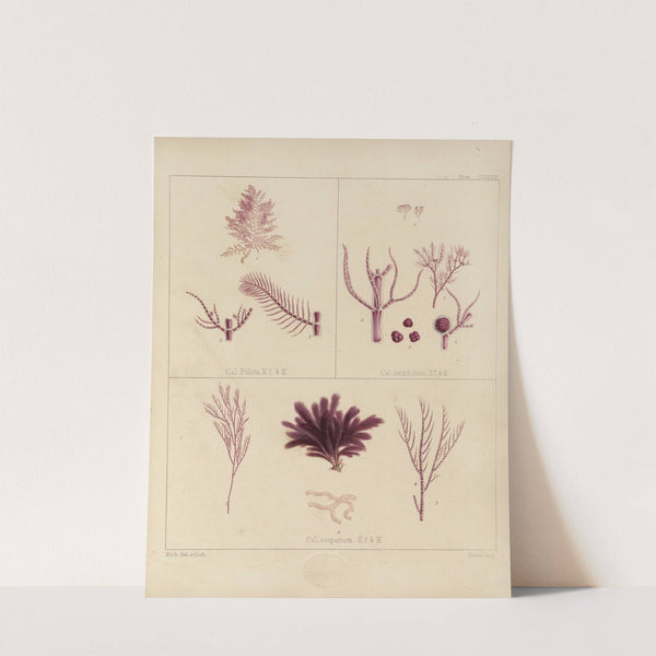 Cryptogamic botany of the Antarctic voyage of H.M. Discovery ships Erebus and Terror in the years 1839 Pl.59 by Walter Hood Fitch