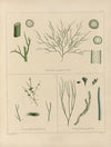 Cryptogamic botany of the Antarctic voyage of H.M. Discovery ships Erebus and Terror in the years 1839 Pl.60