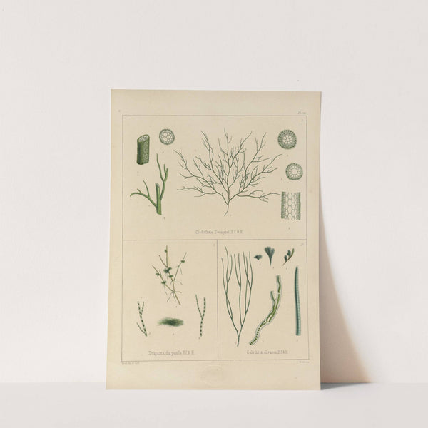 Cryptogamic botany of the Antarctic voyage of H.M. Discovery ships Erebus and Terror in the years 1839 Pl.60 by Walter Hood Fitch