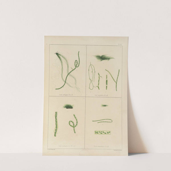 Cryptogamic botany of the Antarctic voyage of H.M. Discovery ships Erebus and Terror in the years 1839 Pl.61 by Walter Hood Fitch