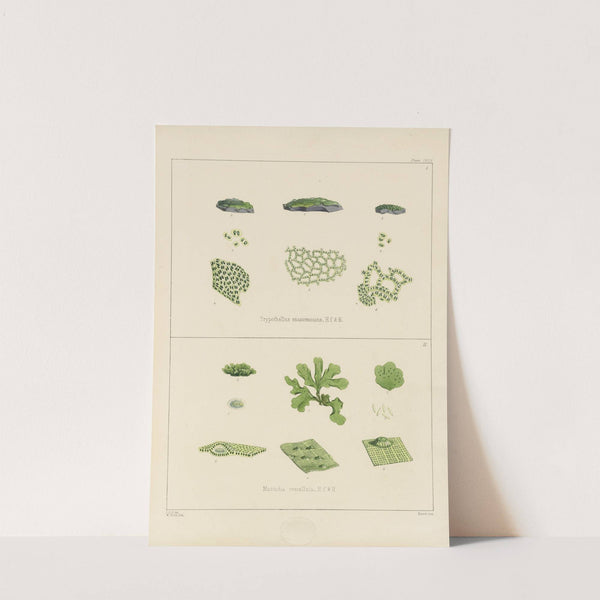 Cryptogamic botany of the Antarctic voyage of H.M. Discovery ships Erebus and Terror in the years 1839 Pl.64 (1845) by Walter Hood Fitch