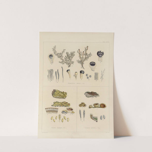 Cryptogamic botany of the Antarctic voyage of H.M. Discovery ships Erebus and Terror in the years 1839 Pl.67 (1845) by Walter Hood Fitch