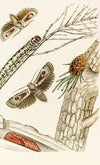 Cryptophasa irrorata