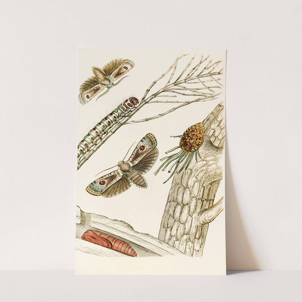 Cryptophasa irrorata by James Duncan