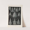 Crytoidea. - Flaschenstrahlinge by Ernst Haeckel