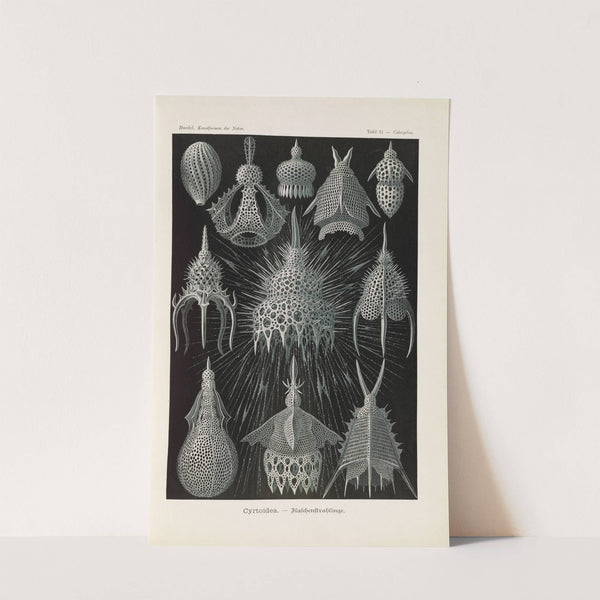 Crytoidea. - Flaschenstrahlinge by Ernst Haeckel