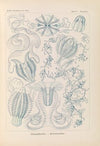 Ctenophorae. – Kammquallen