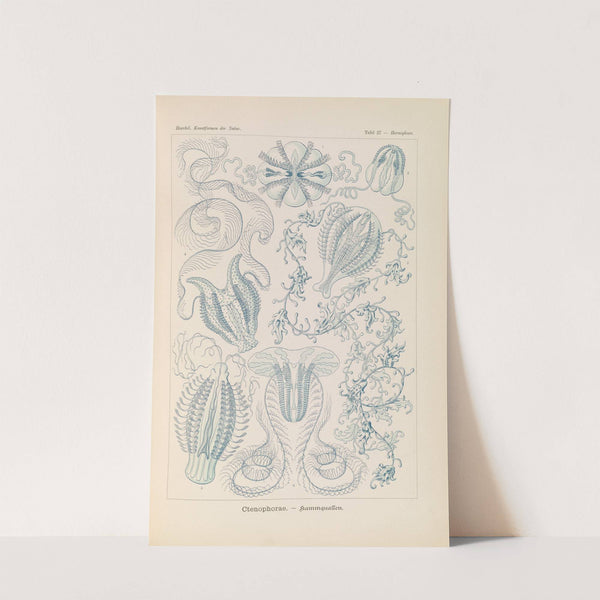 Ctenophorae. - Kammquallen by Ernst Haeckel