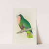 Cuban Parrot, or Red-Throated White-Headed Amazon (1884-1887) by Alexander Francis Lydon