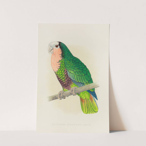Cuban Parrot, or Red-Throated White-Headed Amazon (1884-1887) by Alexander Francis Lydon
