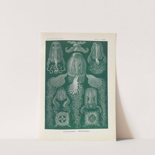 Cubomedusae. - Würfelquallen by Ernst Haeckel