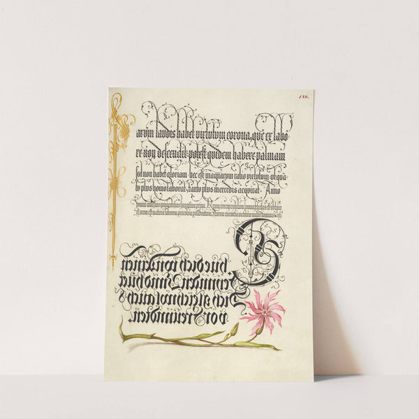 Cuckoo Flower (1561–1596) by Joris Hoefnagel