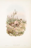 Cuculus canorus. Young ejecting its nestling Companions. (1862-1873)