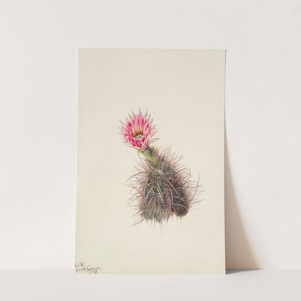 Cucumber Cactus (1939) by Mary Vaux Walcott