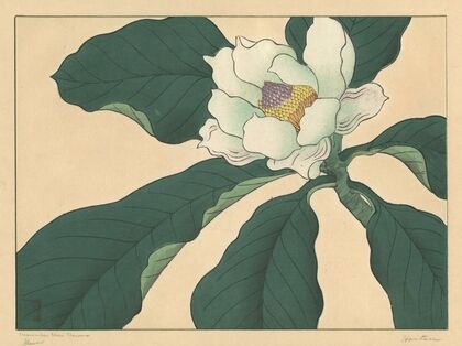 Cucumber tree flowers