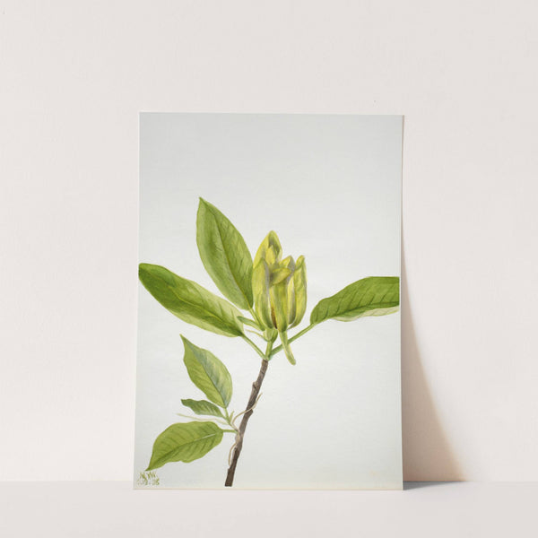 Cucumber Tree (Magnolia scuminata) (1938) by Mary Vaux Walcott