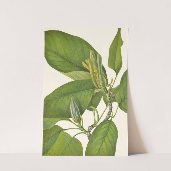 Cucumbertree. Magnolia acuminata (1925) by Mary Vaux Walcott