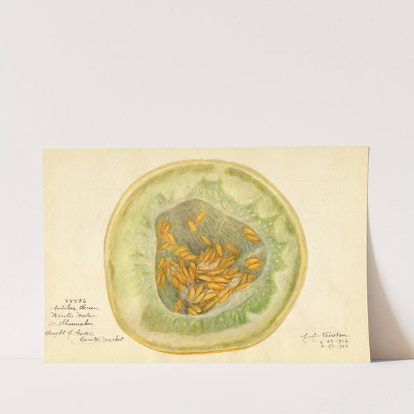 Cucumis melo: Antibes Green (1916) by Amanda Almira Newton