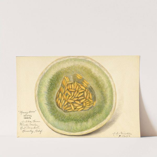 Cucumis melo: Honey Dew (1916) by Amanda Almira Newton