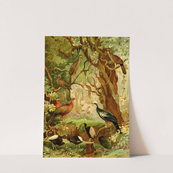 Cujubi, Jacús, Aracuãs, Jacamíns by Emil August Göldi