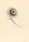 Cul-de-Lampe