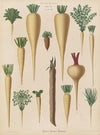 Culinary Roots (1876-1886)