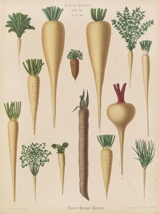 Culinary Roots (1876-1886)