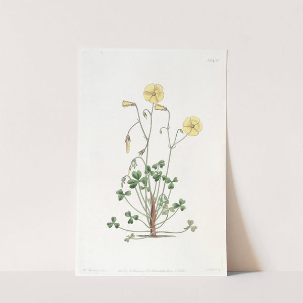 Cumming's Oxalis by Sydenham Edwards