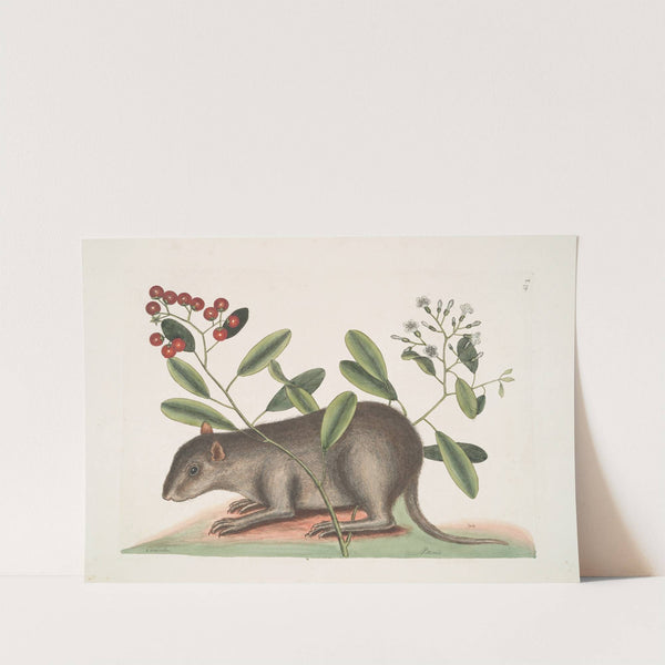 Cuniculus Bahamensis, The Bahama Coney; Pittoniæ. by Mark Catesby