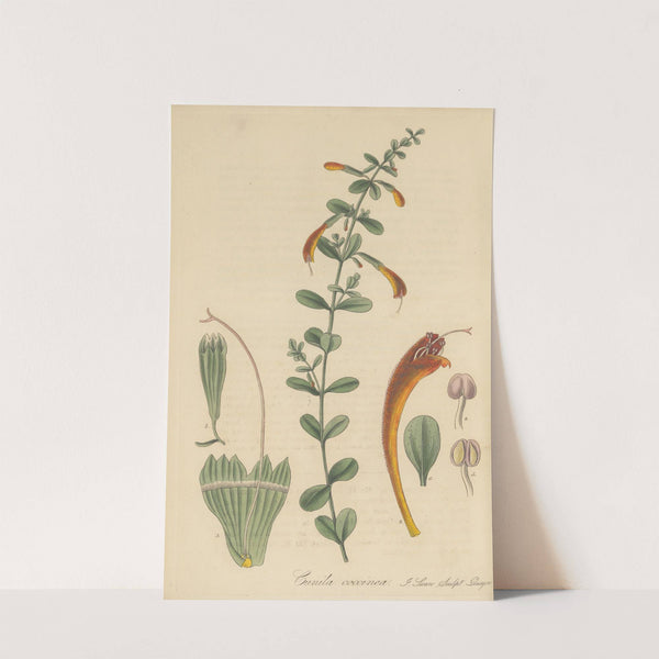 Cunila coccinea by William Jackson Hooker