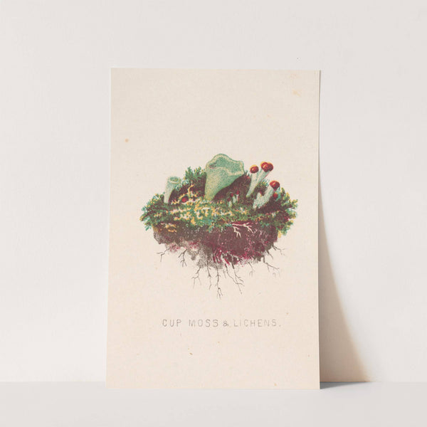 Cup moss & lichens (1865) by Louis Prang & Co.