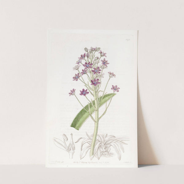Cupani's Squill by Sydenham Edwards