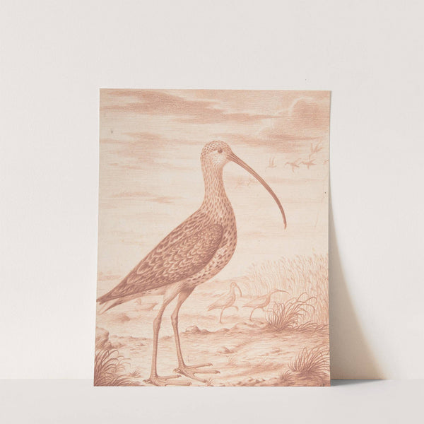 Curlews and Ducks by Nicolas Robert