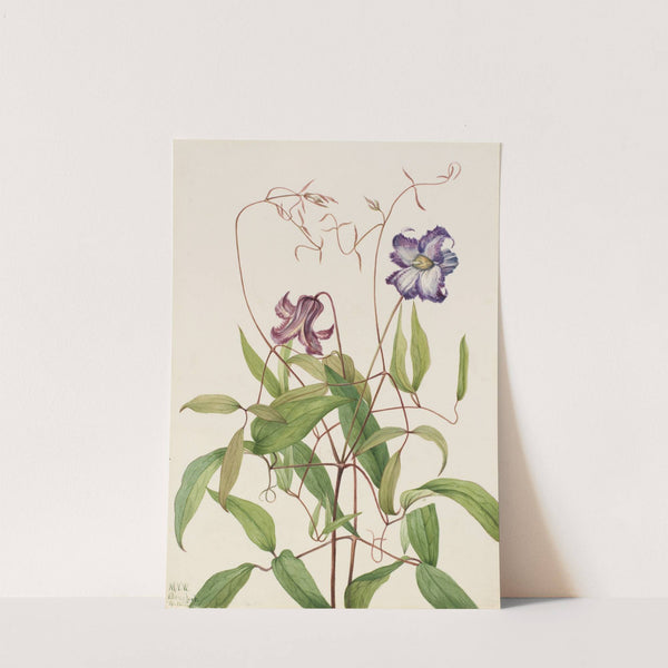 Curly Clematis (Clematis crispa) (1925) by Mary Vaux Walcott